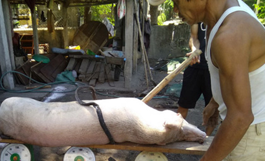 Bất cập trong chính sách hỗ trợ phòng, chống dịch tả lợn châu Phi